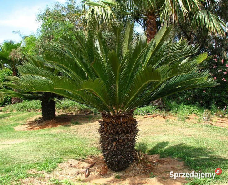 SAGOWIEC ODWINIĘTY Cycas revoluta NASIONA 7 kujawsko-pomorskie Lubanie
