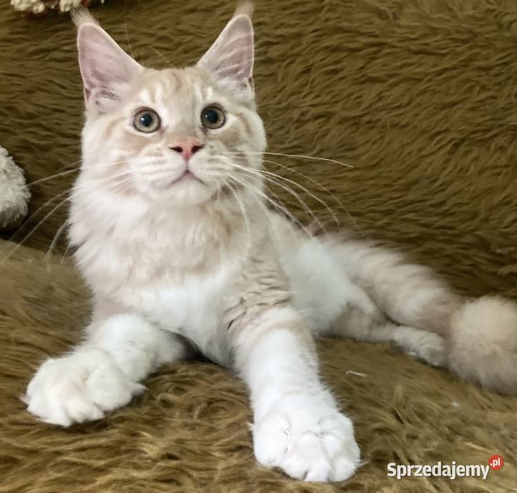 Maine Coon Cudny dymny kocur importach Linia Maine Coon Wińsko sprzedam