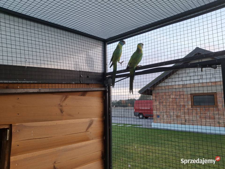 Papugi barnad klonkulsi para Ptaki Wólka Piecząca