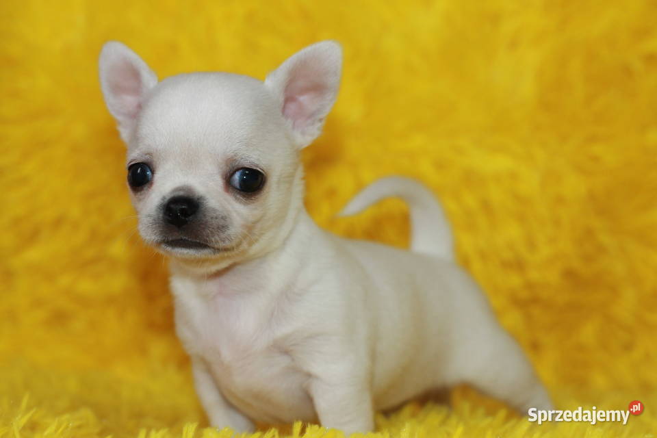 Chihuahua z prawdziwym rodowodem ZKwP FCI Świnoujście