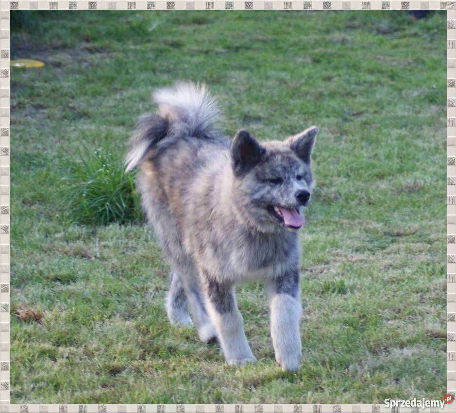 AKITAINU z ROOWOEM FCI CHAMPIONACH sprzedam