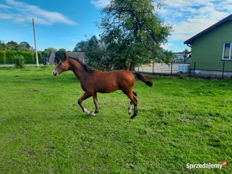 Sprzedam gniadego ogierka ur01032025 Czeluśnica
