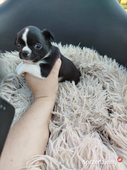 Pieski chihuahua mazowieckie Płońsk
