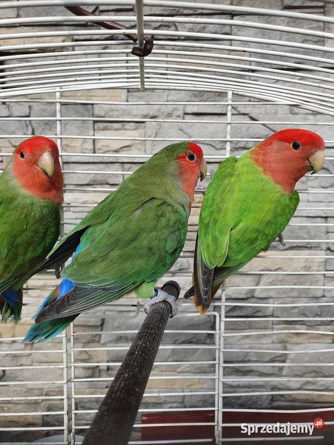 Sprzedam papugi nierozłączki czerwonoczelne Żabno