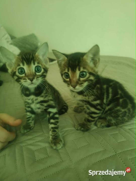 Koty Bengalskie kot bengalski miot C FPL Felis Iskrzynia