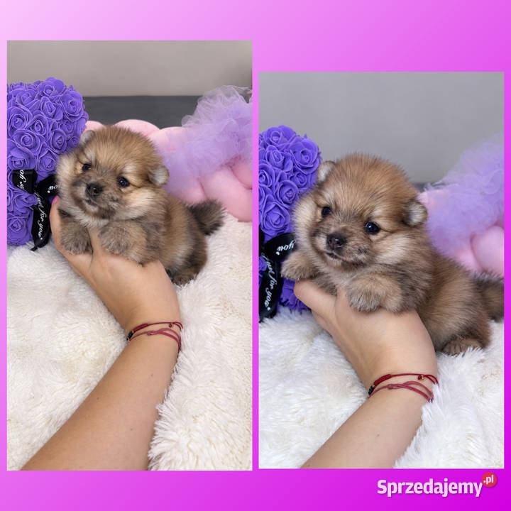 Sunia szpic miniaturowy pomeranian Orange Merle Bełchatów