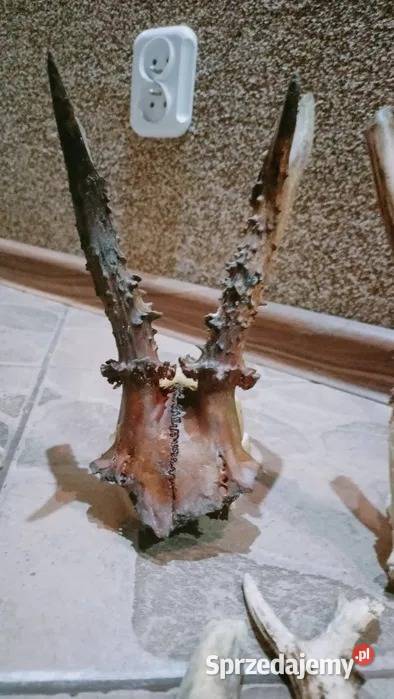 Mix zrzutów jelenia parostków kozła pomorskie Markocin