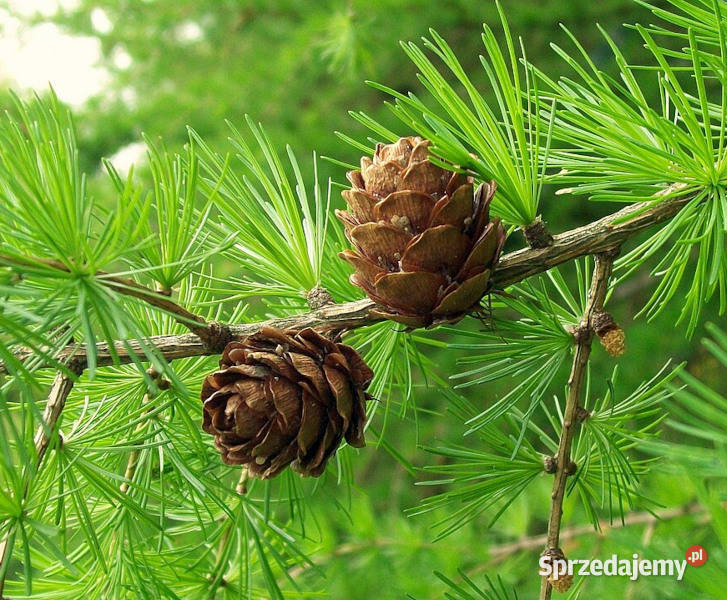 MODRZEW EUROPEJSKI Larix decidua NASIONA 2000 kujawsko-pomorskie Lubanie