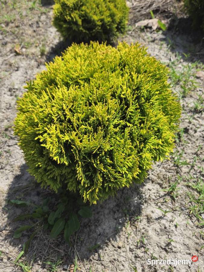 Tuja Mirjam Złota Kula