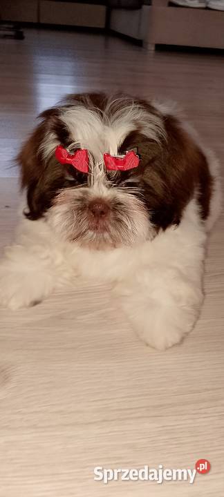 Gotowa do odbioru suczka rasy ShihTzu Kępno