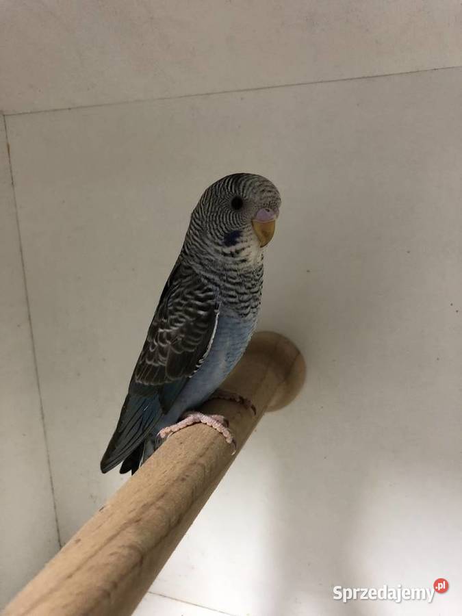 Papugi Faliste BlackWingSzpalt na BW Jedlicze