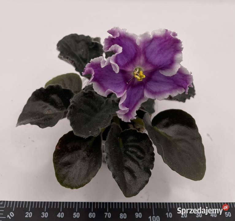 Fiołek afrykański kwitnąca sadzonka Pozostałe Jędrzejów