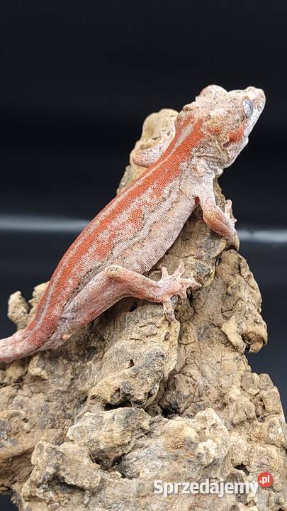 Gekon R auriculatus Bytom sprzedam