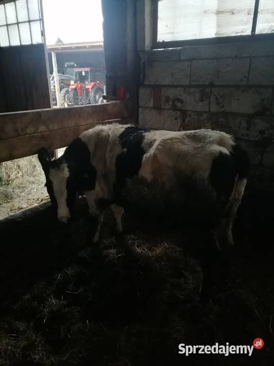 Jałówka cielna Dobrzyniewo Duże