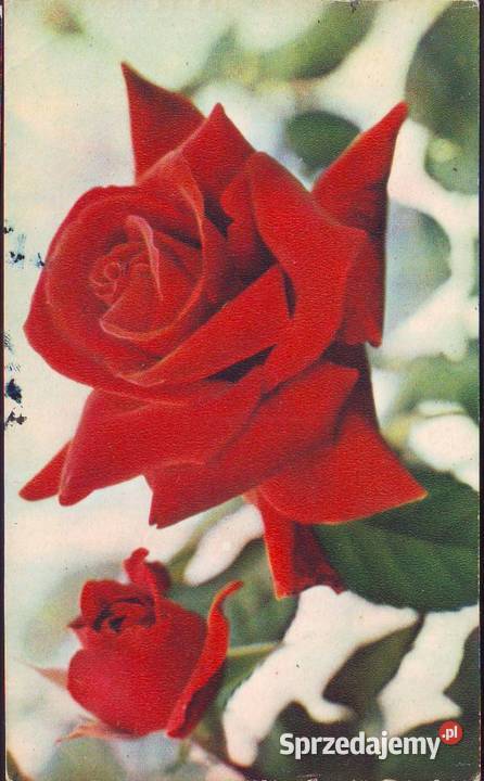 Kart Pocztowe Róże 2 Gliwice sprzedam