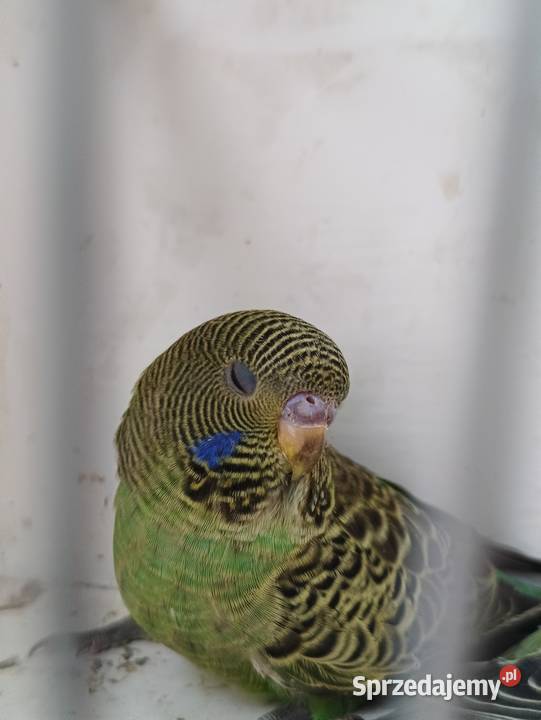 Falista Black face małopolskie Zbylitowska Góra