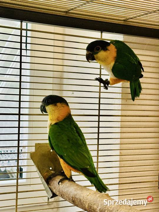 Para Barwinek 2025 Wieliczka sprzedam