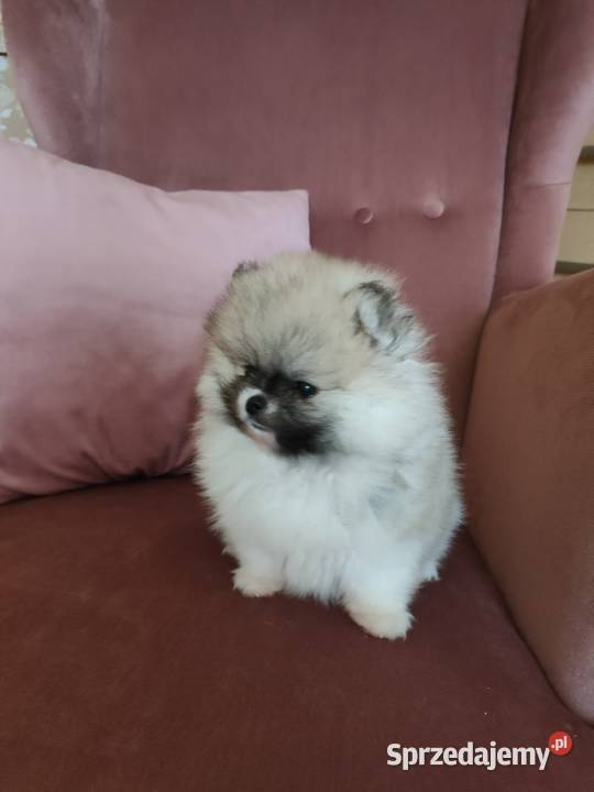 Szpic miniaturowy pomeranian suczka mini Turek