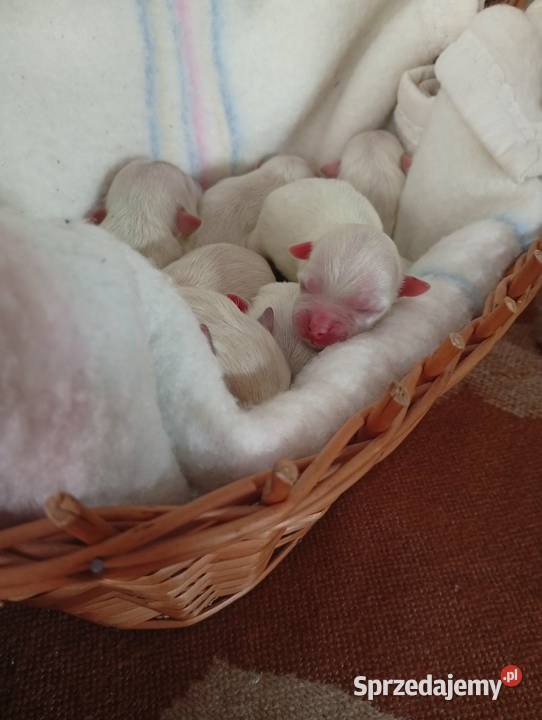 Piękny Maltańczyk z rodowodem Mysłowice