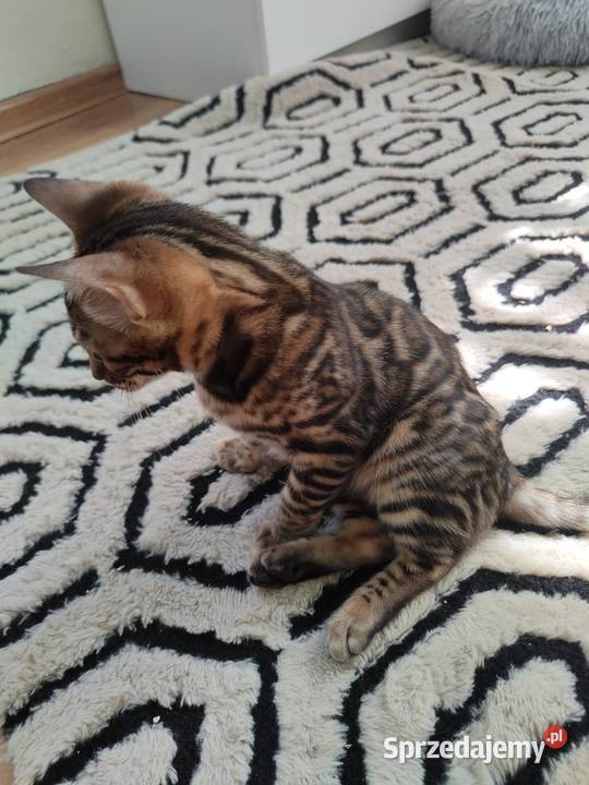 Koty Bengalskie kot bengalski miot C FPL Felis Iskrzynia