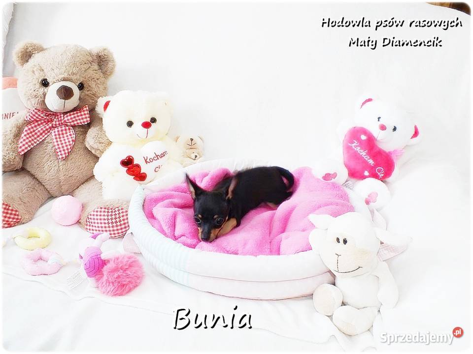 Mini Suczka BUNIA Ratlerek XS Pinczer Pozostałe Żary