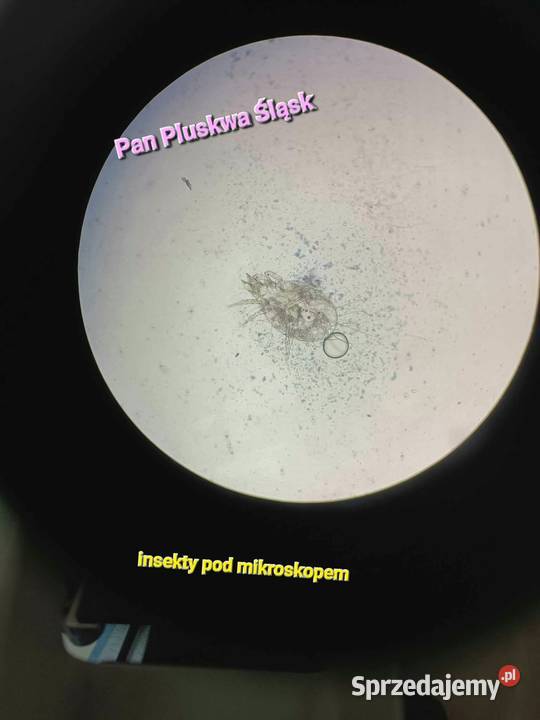 Pluskwa domowa zwalczanie pluskiew odpluskwianie śląskie Katowice