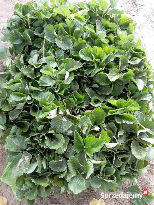 Sadzonki truskawek Malwina Patrycja Gigant Mszczonów