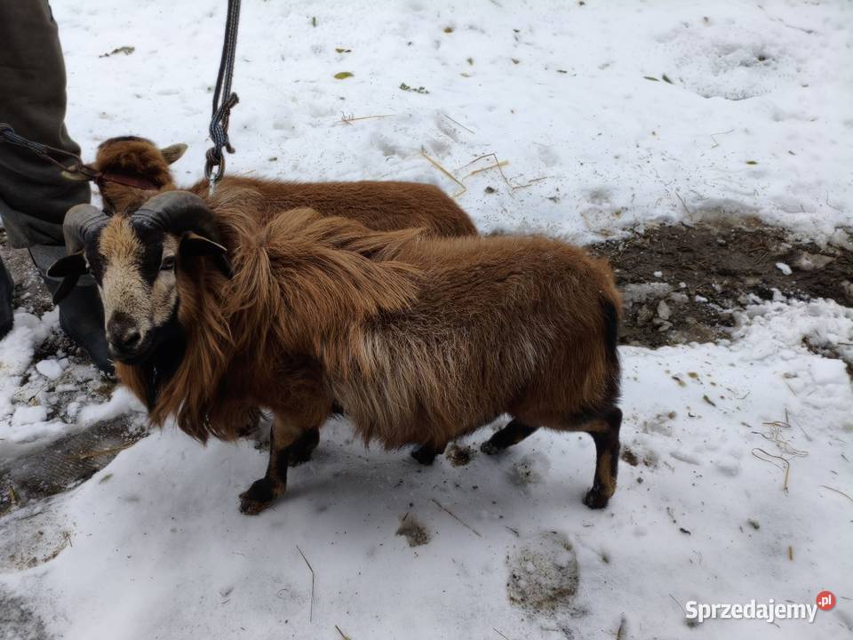 Baran Kameruński Bartkowa-Posadowa