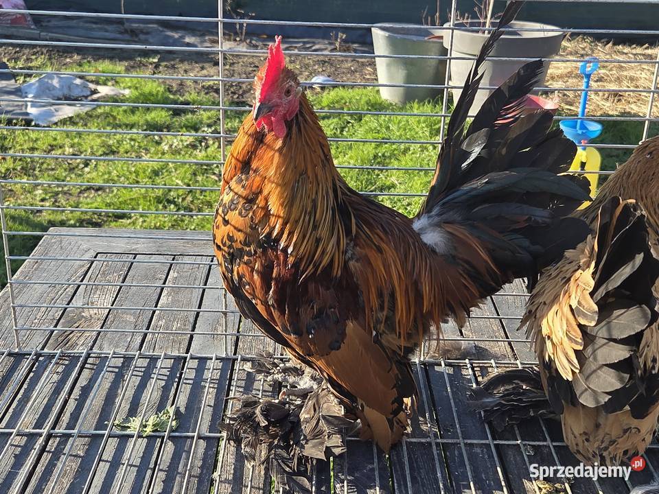 Pary hodowlane kur ozdobnych Pyrzyce