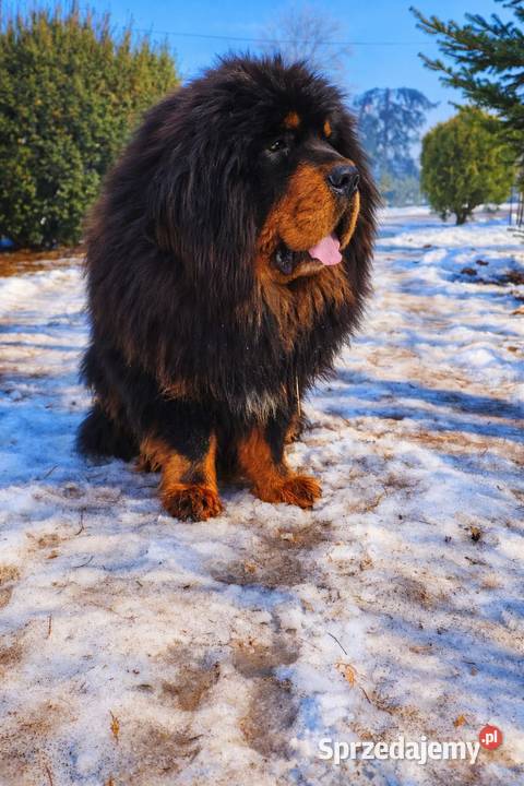 Mastif Tybetański szczeniak Sandomierz