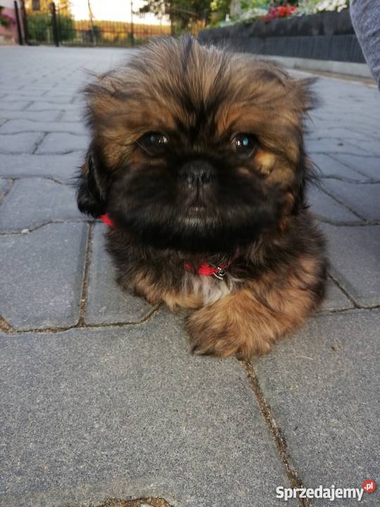 Szczeniak 10 tyg Wizna