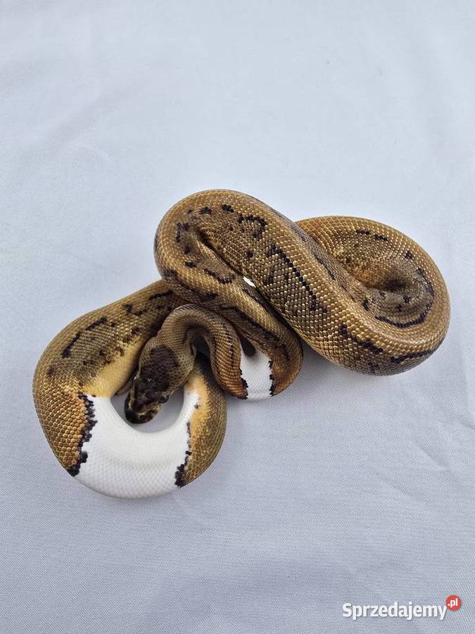 Wąż pyton królewski python regius samica Gady i płazy Wrocław