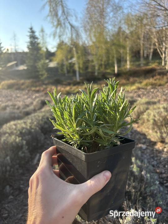 Lawenda Munstead roczne sadzonki gęste ok 12 Rzeszów