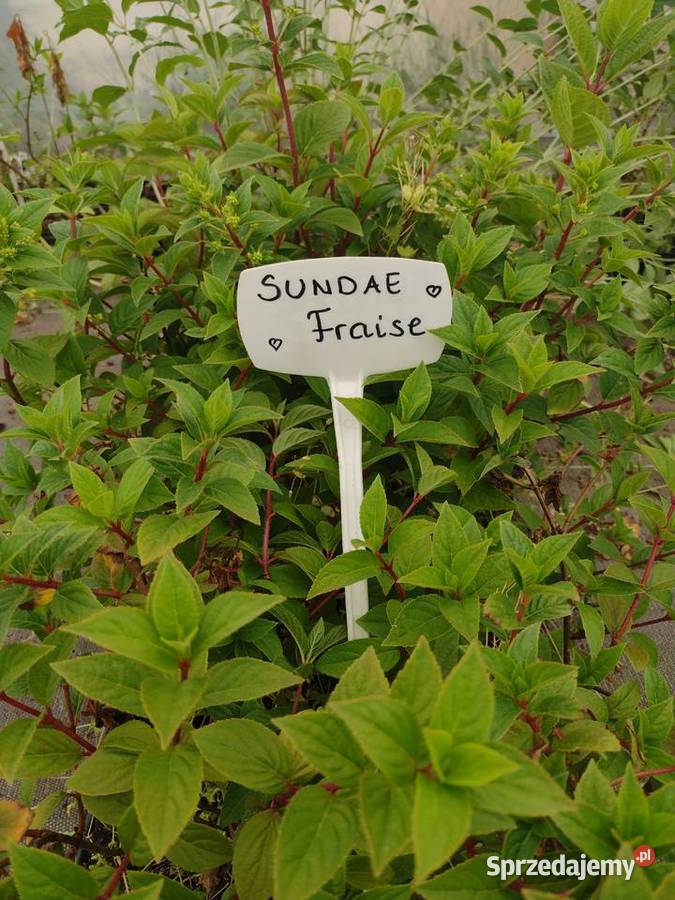 Hortensje bukietowe SADZONKI Wrocław sprzedam