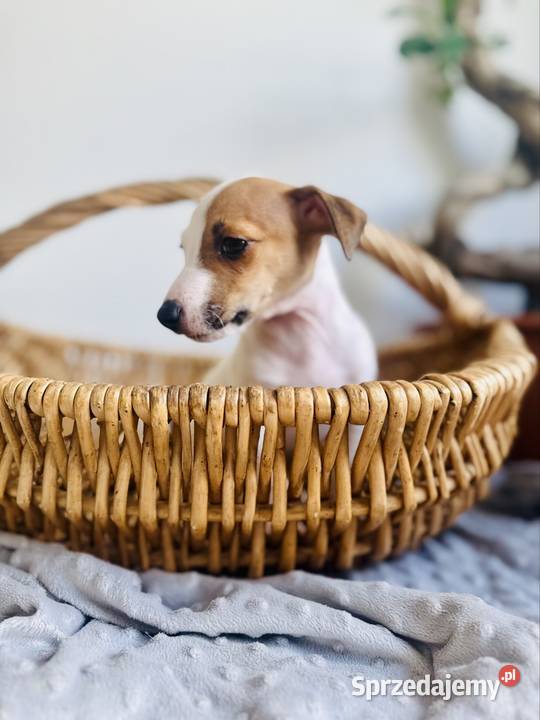 Urocza sunia Jack Russell Terrier Rodowód Poznań