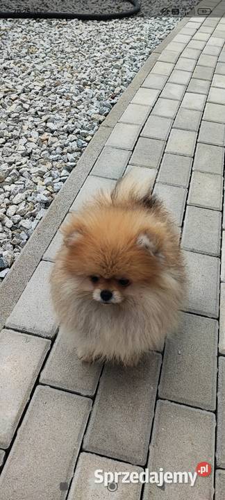 Pomeranian suczka typ misia 4mce Bolesławiec