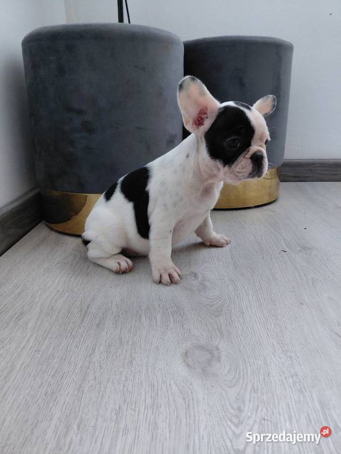 Buldog francuski suczka Płońsk