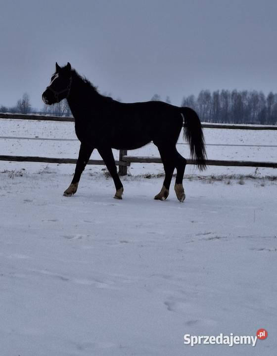 Sprzedam wałacha Konie lubelskie Jabłoń