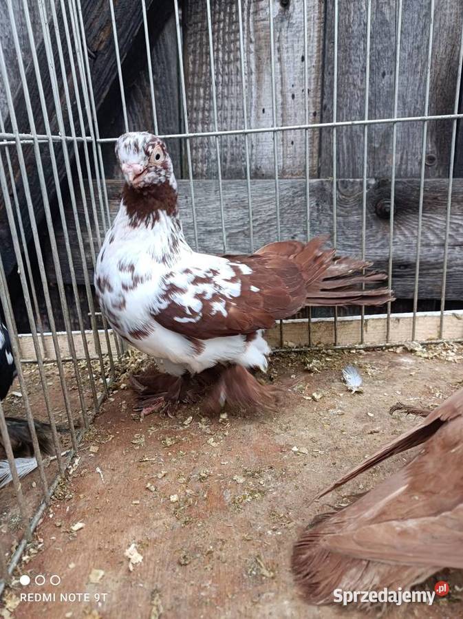 Motyl warszawski Ptaki Kuczbork-Wieś