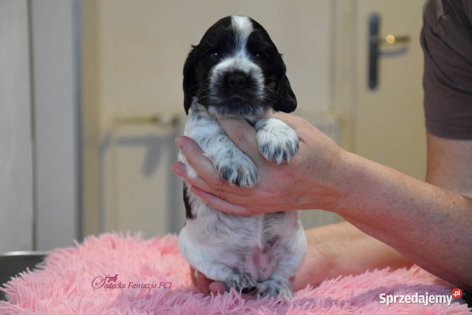 Cocker Spaniel Angielski Brendy małopolskie Nowy Sącz