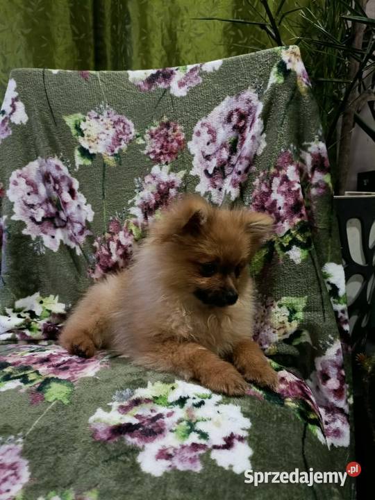 Piękny Mały Szpic Niemiecki rodzice FCI Krapkowice