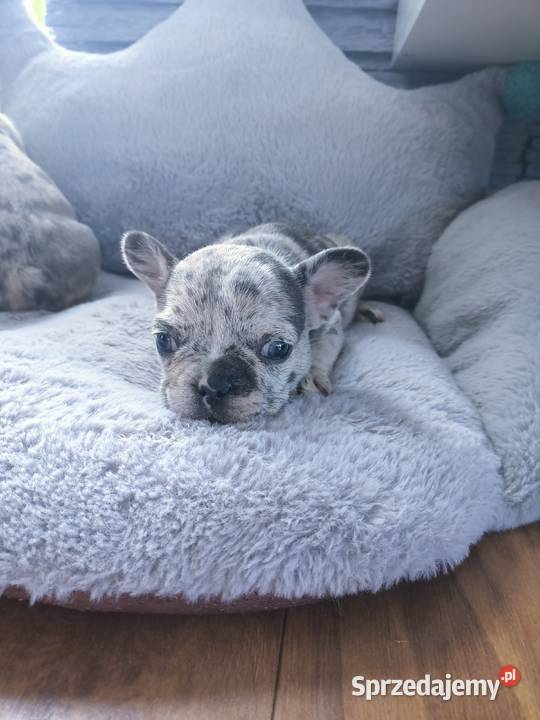 Buldogi francuskie merleblue fawn Szczecinek