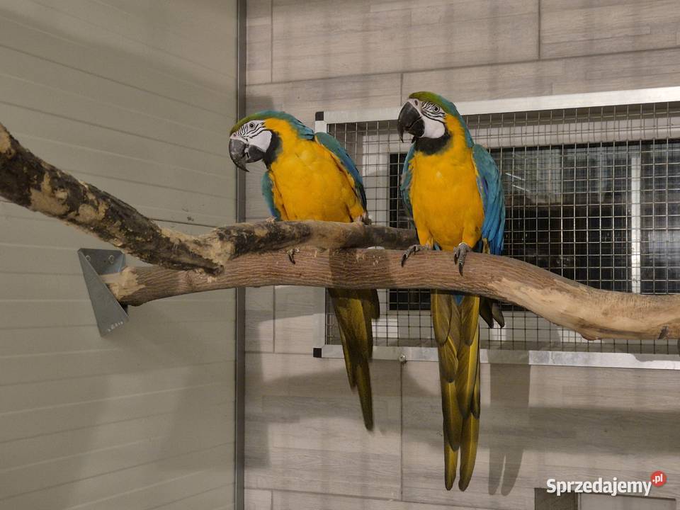 Ara Ararauna para do lęgów Rakoniewice