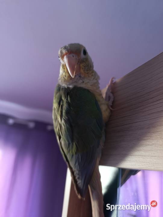 Rudosterki szukają nowego dobrego domku z całym Katowice