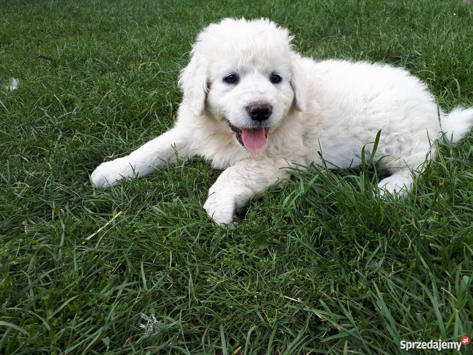 Szczeniaki owczarek podhalański Radom