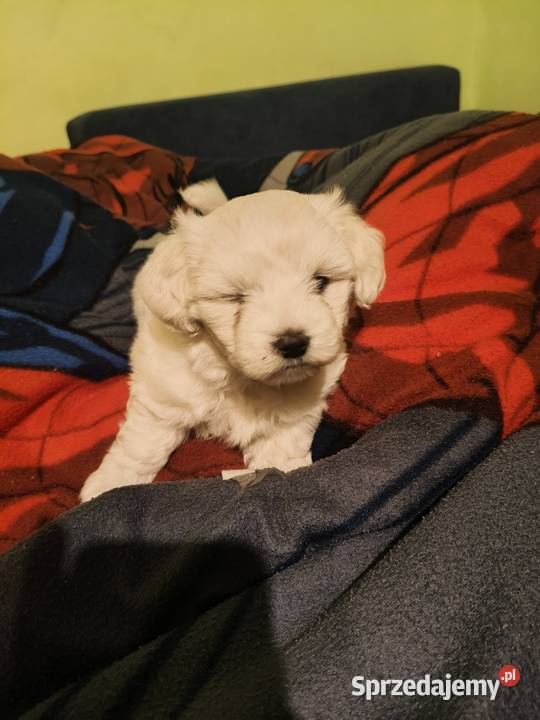 szczeniak maltańczyk Gorzów Wielkopolski