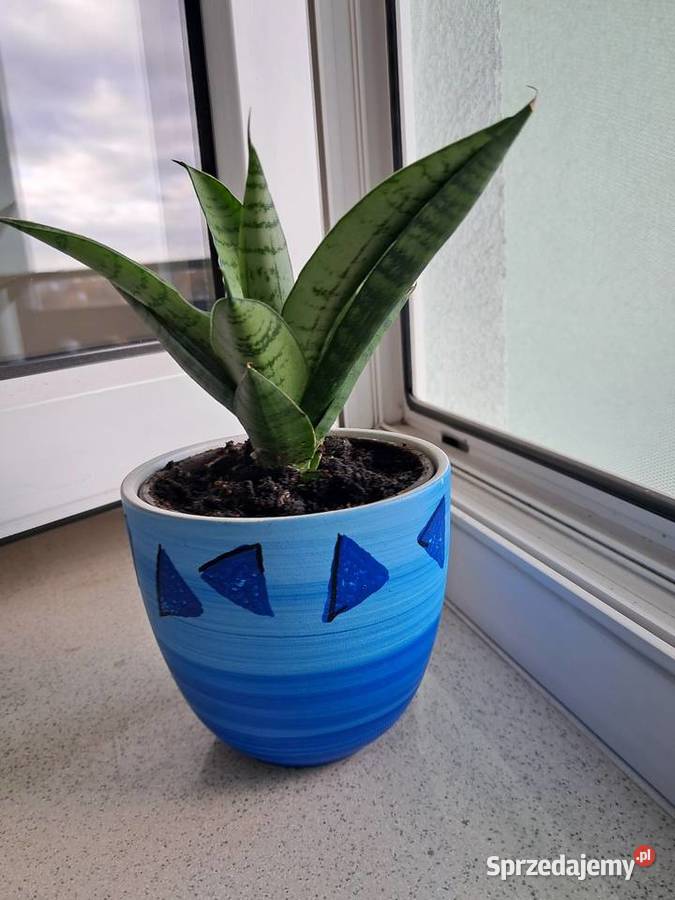 Ładna osłonkadoniczka kwiatek Warszawa