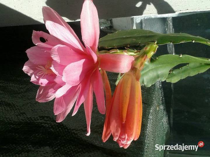 Epifilium Epiphyllum Ackermanii Sukulenty sprzedam