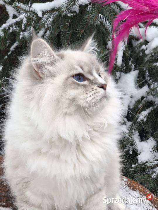 Sprzedam kocurka mazowieckie Żyrardów sprzedam