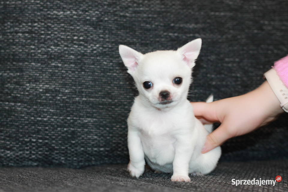 XS chihuahua chłopiec ZKwP FCI Chihuahua zachodniopomorskie Świnoujście
